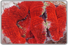 Red Acan Lord